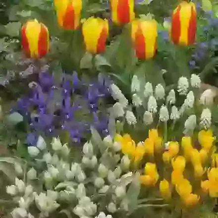Rockery Collections